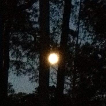 2012-1229-Gainesville Moon by Nenie Walker.GainesvilleMoon