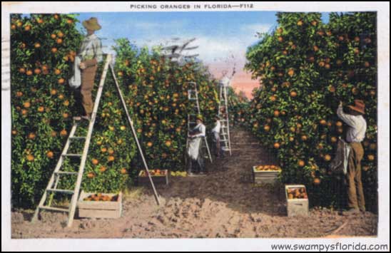 Swampy #Florida Postcards: Picking Oranges. – Swampy's Florida