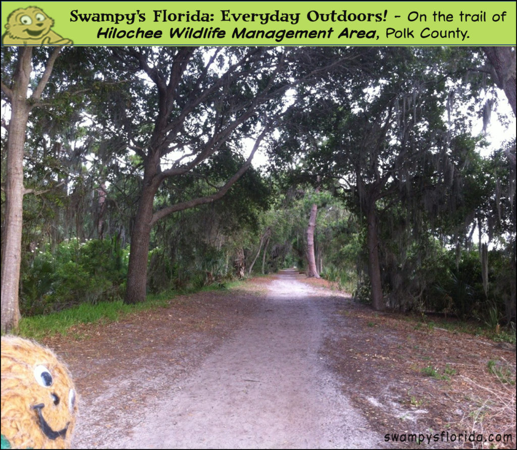 Swampy S Florida