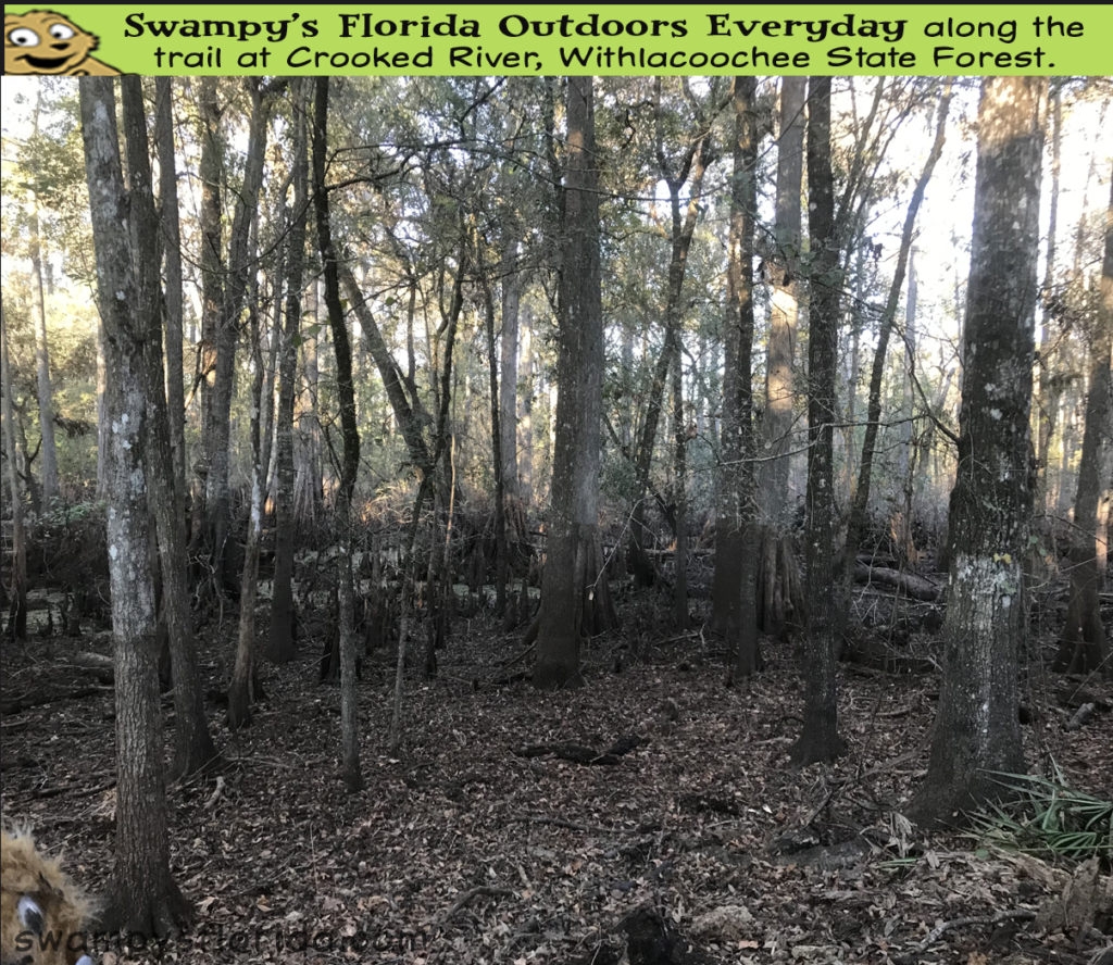 Swampy's Florida – Swampy, the Swampy Ape, and everything Celebrating ...